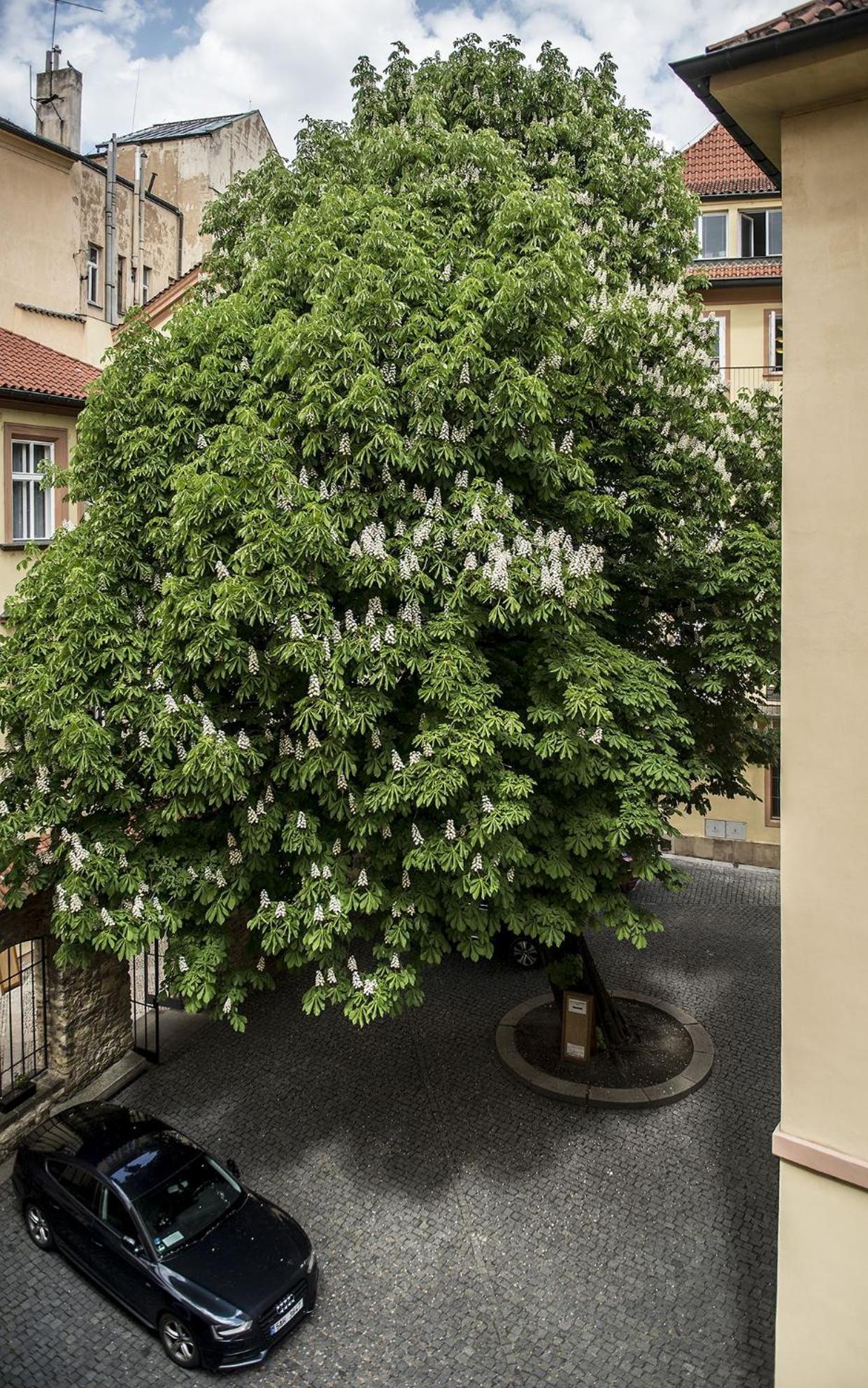 Opitzuv Dum Hotel Praga Exterior foto